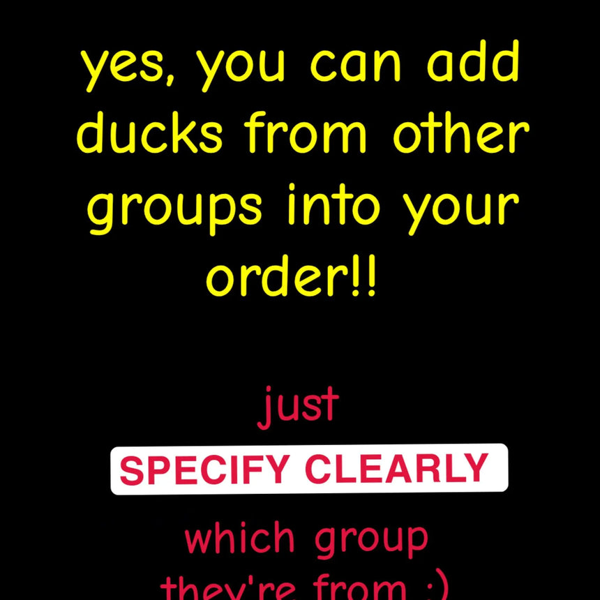 CHOOSE YOUR OWN: Mini Duck Collection (GROUP B)